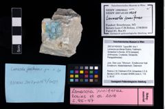 NHMW-GEO-2007z0149-0429_Ol_01.tifLemacola jenniferae (Robins, Feldmann, Schweitzer & Bonde, 2016)  (NHMW-GEO-2007z0149-0429)